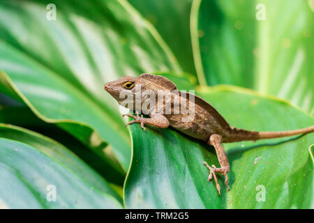 Puerto Rican Crested (anole Anolis cristatellus cristatellus) - Davie, Florida, USA Stockfoto