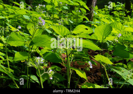 Wildblumen in Illinois Canyon an einem schönen Frühlingstag. Verhungert Rock State Park, Illinois, USA Stockfoto