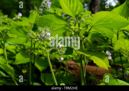 Wildblumen in Illinois Canyon an einem schönen Frühlingstag. Verhungert Rock State Park, Illinois, USA Stockfoto