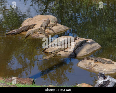 Ein krokodile Farm in Afrika Stockfoto