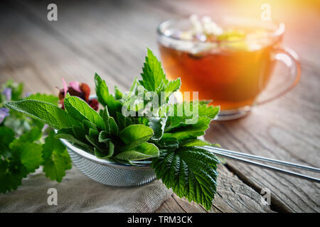 Heilpflanzen und Kräuter im Tee-ei, gesunde Kräuter Tee Tasse auf Hintergrund. Stockfoto