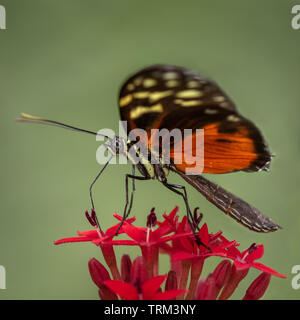 Tiger Longwing Schmetterling Stockfoto