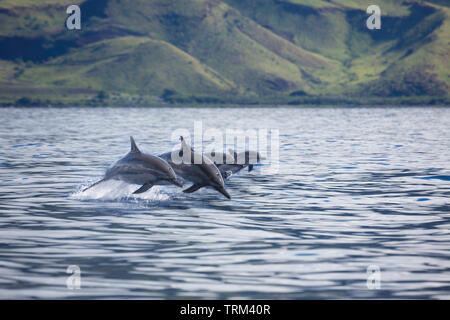 Vier spinner Dolphin, Stenella longirostris, Sprung in die Luft aus der Westseite der Insel Maui, Hawaii. Stockfoto