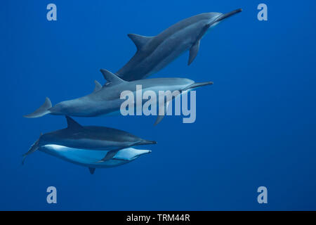 Vier spinner Dolphin, Stenella longirostris, vor der Insel Lanai, Hawaii. Stockfoto