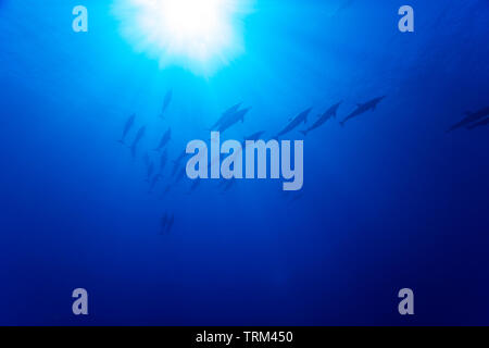 Eine Gruppe von Spinner dolphin, Stenella longirostris, über Kopf vor der Insel Lanai, Hawaii. Stockfoto