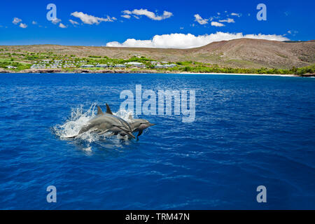 Spinner dolphin, Stenella longirostris, aus dem Four Seasons Resort Lanai at Manele Bay auf Hulopo'e Beach auf der Insel Lanai, Hawaii. Stockfoto