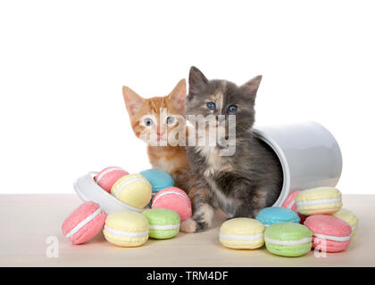 Orange tabby und verdünnten Calico Kätzchen auf einem Holz Tisch kriechen aus Cookie Jar, Macaron Cookies in hellen Farben auf dem Tisch. Auf weiß isoliert. Ein Stockfoto