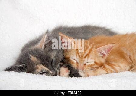 Close up verdünnt Calico Kätzchen und orange Ginger tabby Kitten schlafen auf lammfell Decke gekuschelt zusammen. Stockfoto