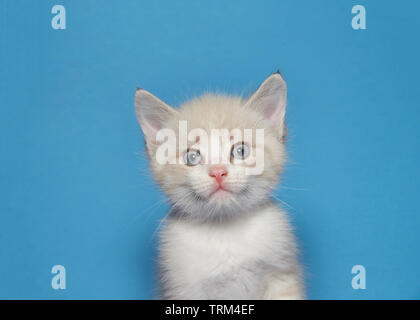 Porträt einer cremefarbenen Stummgeschaltet tabby Kitten im Viewer mit überraschten Ausdruck suchen. Blauer Hintergrund Stockfoto