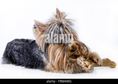 Kleiner Hund nagt ein großer Knochen in einem isolierten studio Hintergrund Stockfoto