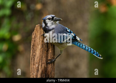 Bluejay Vogel auf hölzernen Zaun Pfosten thront Stockfoto