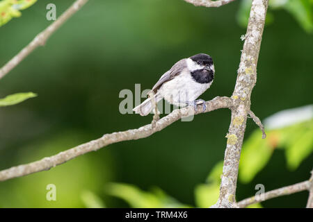 Chickadee thront auf einem Zweig Stockfoto