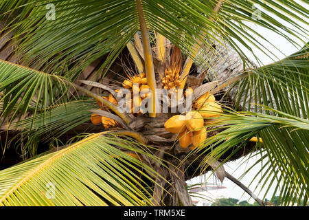 Gelbe Kokosnüsse wachsen auf eine Kokospalme, Port Vila, Efate Island, Vanuatu, Melanesien Stockfoto