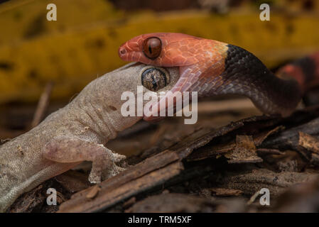 Eine tropische Flachbild Schlange (Siphlophis Compressus) Fütterung auf ein Haus Gecko (Hemidactylus frenatus) Yasuni Nationalpark in Ecuador. Stockfoto