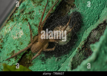 Eine gefährlich giftigen wandering Spinne (Phoneutria Arten) Bewachung eine eggsack und seine vor kurzem geschlüpften Jungen spiderlings Die bald auflösen. Stockfoto