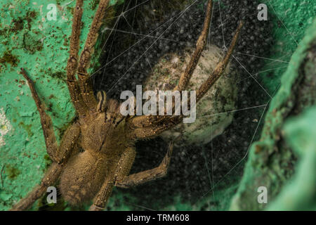 Eine gefährlich giftigen wandering Spinne (Phoneutria Arten) Bewachung eine eggsack und seine vor kurzem geschlüpften Jungen spiderlings Die bald auflösen. Stockfoto