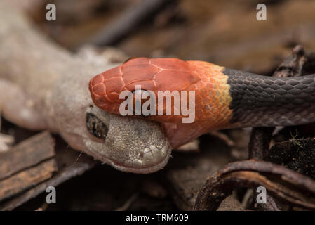 Eine tropische Flachbild Schlange (Siphlophis Compressus) Fütterung auf ein Haus Gecko (Hemidactylus frenatus) Yasuni Nationalpark in Ecuador. Stockfoto