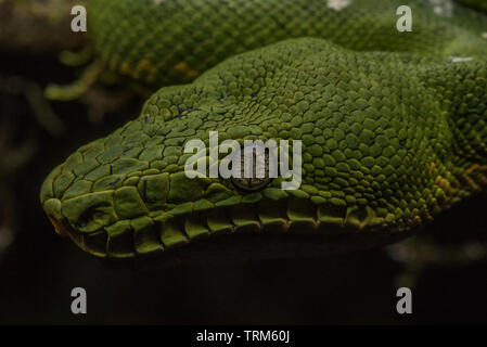 Ein Wild Emerald Boa (Corallus caninus) von Yasuni Nationalpark in den Amazonas Dschungel Ecuadors. Stockfoto
