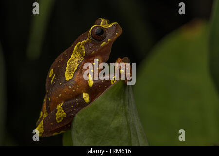 Dendropsophus sarayacuensis, der Sarayacu Treefrog von Yasuni National Park im ecuadorianischen Amazonasgebiet. Diese kleinen Frösche sind auch als Clown Frösche bekannt. Stockfoto