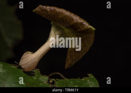 Eine Art von Pflanze namens eine Dutchmans Leitung durch seine ungewöhnliche Form und Form, wachsen in den Amazonas Regenwald in Ecuador. Stockfoto