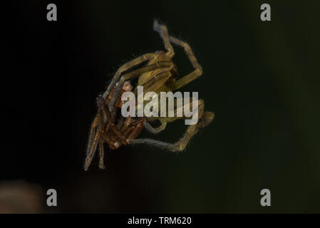 Eine Nahaufnahme Bild einer Spinne eine andere Spinne in Yasuni National Park essen, Ecuador. Stockfoto