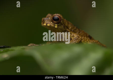 Sarayacu treefrog (Dendropsophus Parviceps) aus dem Amazonas Regenwald in Ecuador. Einer der kleinsten clown Tree frogs. Stockfoto