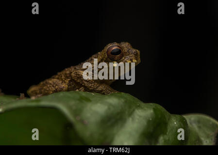 Sarayacu treefrog (Dendropsophus Parviceps) aus dem Amazonas Regenwald in Ecuador. Einer der kleinsten clown Tree frogs. Stockfoto