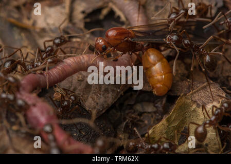 Ein Schwarm von Ameisen Angriff auf einen Regenwurm auf dem Waldboden in Yasuni Nationalpark, Ecuador. Stockfoto