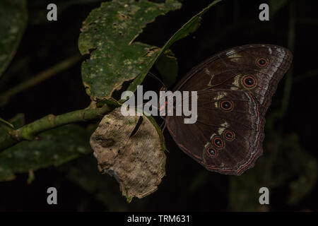 Ein Schmetterling thront auf einem Blatt im Urwald des Amazonas in Yasuni Nationalpark in Ecuador. Stockfoto