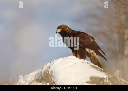 Steppe Eagle, Aquila nipalensis, in den Felsen sitzend mit Schnee Stockfoto