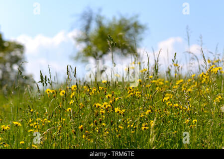 Bunte gelber Löwenzahn und Wildblumen wachsen in einer frühlingswiese Nahaufnahme niedrigen Winkel gegen einen bewölkten Himmel konzeptionelle der Jahreszeiten gesehen Stockfoto