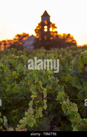 Sonnenuntergang über den Weinbergen von Montagne in der Nähe von Saint Emilion. Gironde, Aquitaine. Frankreich Stockfoto