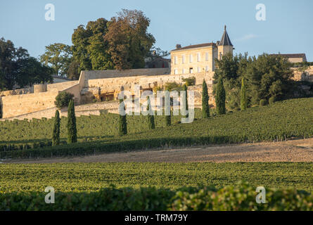 Rote Trauben auf Reihen von Reben in vienyard von Clos La Madeleine Reif vor der Weinlese in Saint Emilion Region. Frankreich Stockfoto