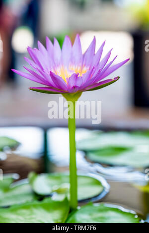 Lila Lotus Blüte mit grünen Blättern im Teich Stockfoto