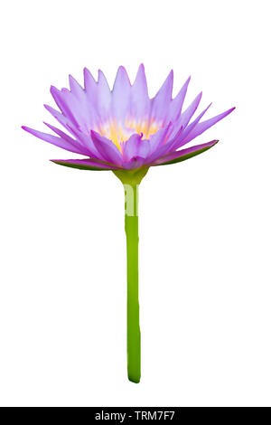 Lila Lotus mit gelben Pollen blüht mit grünem Stiel. auf weißem Hintergrund Stockfoto