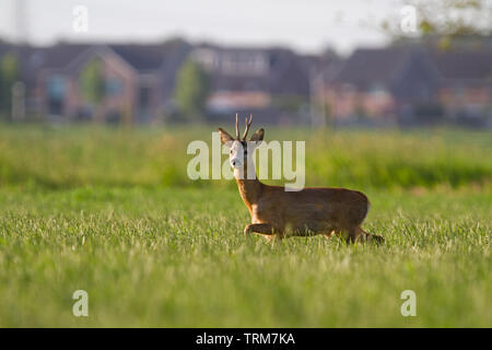 Rehe buck in einer Wiese in einem Vorort Stockfoto