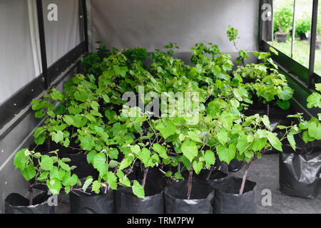 Traube Setzlinge gepflanzt in schwarzen Plastiktüten und auf einem Anhänger auf dem Markt angezeigt Stockfoto