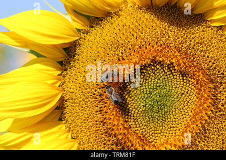 Zwei Bienen auf Sonnenblume im Sommer Landwirtschaft Stockfoto