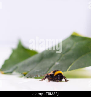 Bumble Bee und Blatt Stockfoto