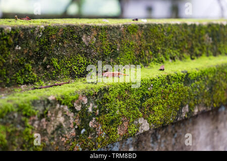 Close-up grün Moos flechten bedeckte Ziegelmauer Stockfoto