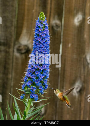 Ein Allen Kolibri, Selasphorus sasin, Feeds auf die Blüten der Stolz der Madeira Anlage in Los Angeles, Kalifornien, USA Stockfoto