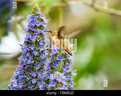 Ein Allen Kolibri, Selasphorus sasin, Feeds auf die Blüten der Stolz der Madeira Anlage in Los Angeles, Kalifornien, USA Stockfoto