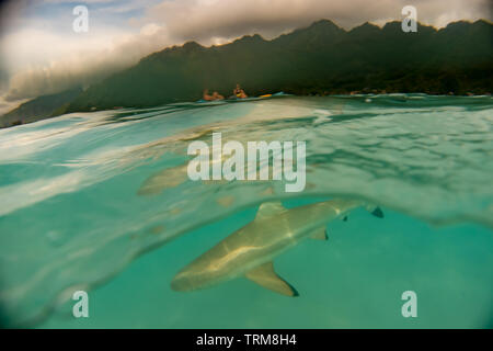 Schwarz-tip Reef shark im flachen Riff von Mo'Orea Insel Französisch-Polynesien Stockfoto