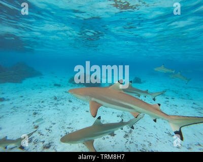 Schwarzspitzen Riffhaie, Carcharhinus melanopterus Sammeln in der flachen Lagune von Taha'a Island, Französisch Polynesien Stockfoto