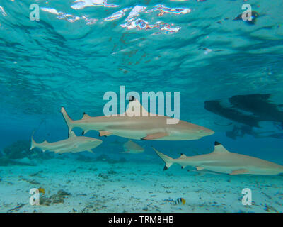 Schwarzspitzen Riffhaie, Carcharhinus melanopterus Sammeln in der flachen Lagune von Taha'a Island, Französisch Polynesien Stockfoto