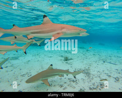 Schwarzspitzen Riffhaie, Carcharhinus melanopterus Sammeln in der flachen Lagune von Taha'a Island, Französisch Polynesien Stockfoto