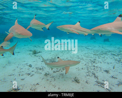 Schwarzspitzen Riffhaie, Carcharhinus melanopterus Sammeln in der flachen Lagune von Taha'a Island, Französisch Polynesien Stockfoto