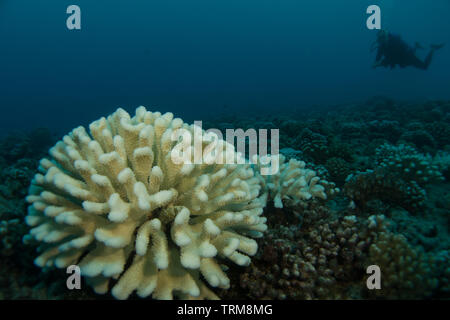 Ein Scuba Diver an Gebleicht suche Korallen in der Gattung pocillopora an. Bora Bora, Französisch-Polynesien Stockfoto