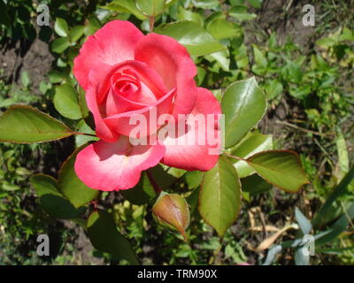 Close-up schöne rosa Rose in einem Garten. Schönen blühenden zarten rosa Rose auf einen dunkelgrünen Hintergrund. Konzept für Liebe in Valentinstag Stockfoto