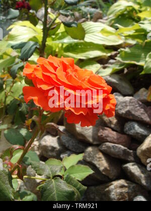 Close-up schöne rosa Rose in einem Garten. Schönen blühenden zarten rosa Rose auf einen dunkelgrünen Hintergrund. Konzept für Liebe in Valentinstag Stockfoto